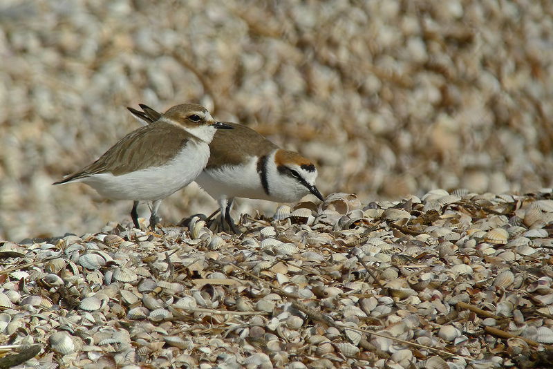 Coppia di Fratini in Digiscoping