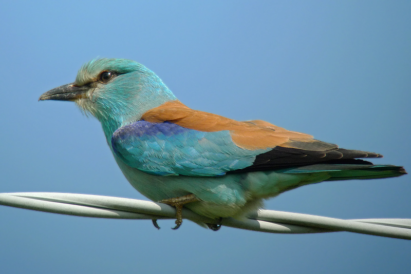 Ghiandaia marina - Coracias garrulus in Digiscoping