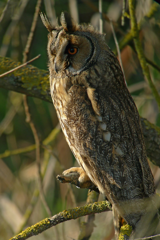 Gufo - Asio otus in Digiscoping