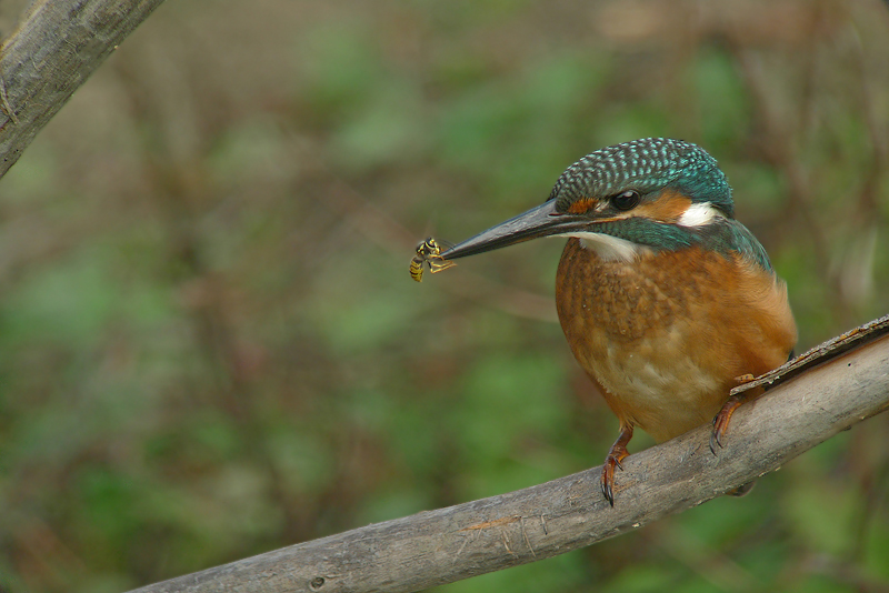 Martino in Digiscoping