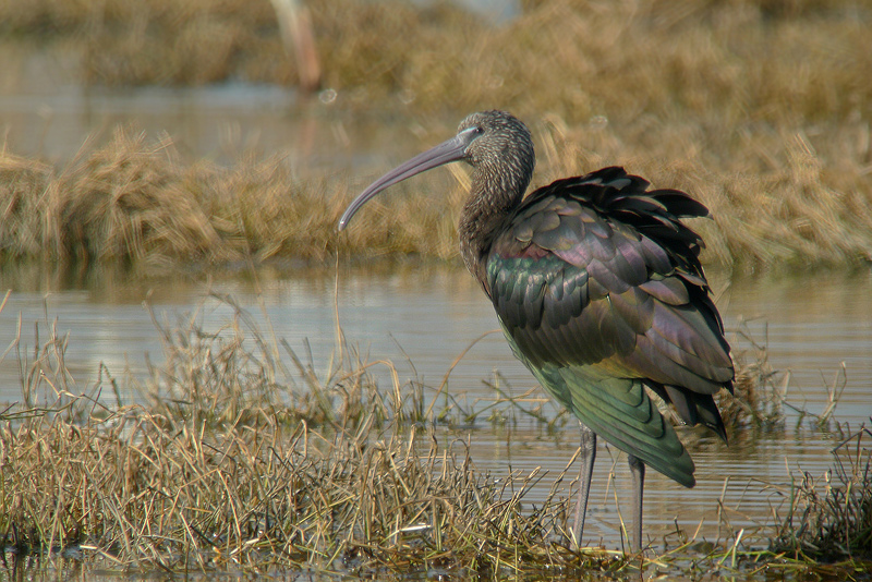 Mignattaio - Plegadis falcinellus in Digiscoping