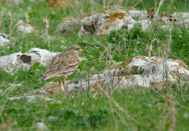 Occhione - Burhinus oedicnemus in Digiscoping