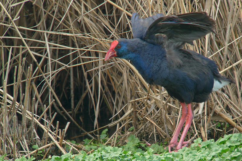 Pollo sultano - Porphyrio porphyrio in Digiscoping