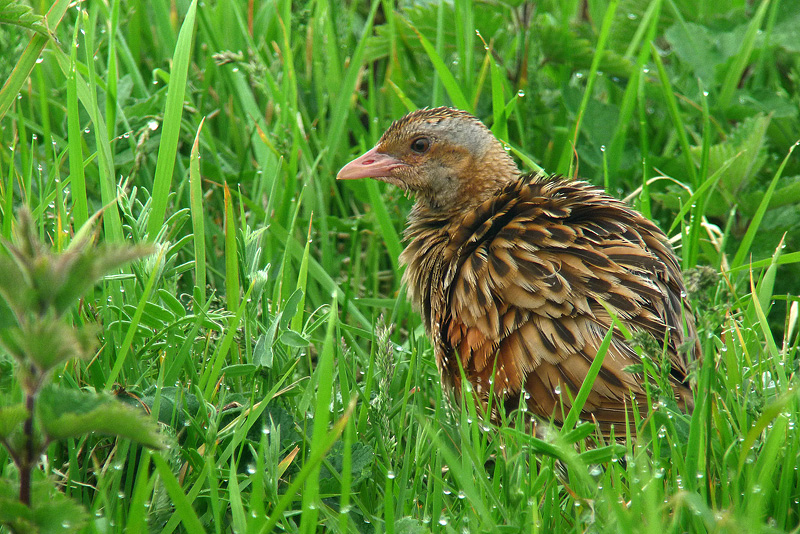 Re di quaglie - Crex crex in Digiscoping