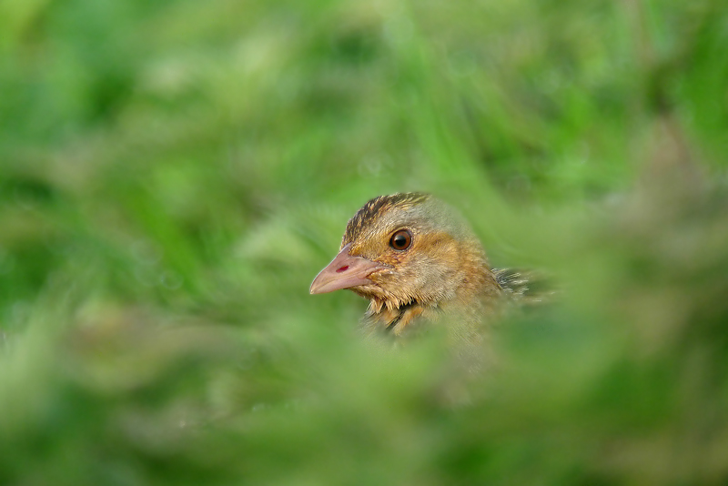 Re di quaglie - Crex crex in Digiscoping