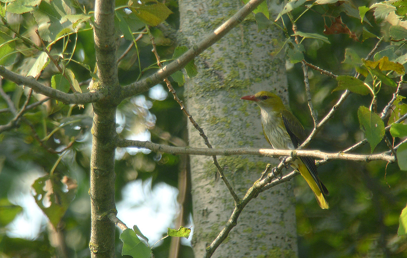 Rigogolo - Oriolus oriolus in Digiscoping