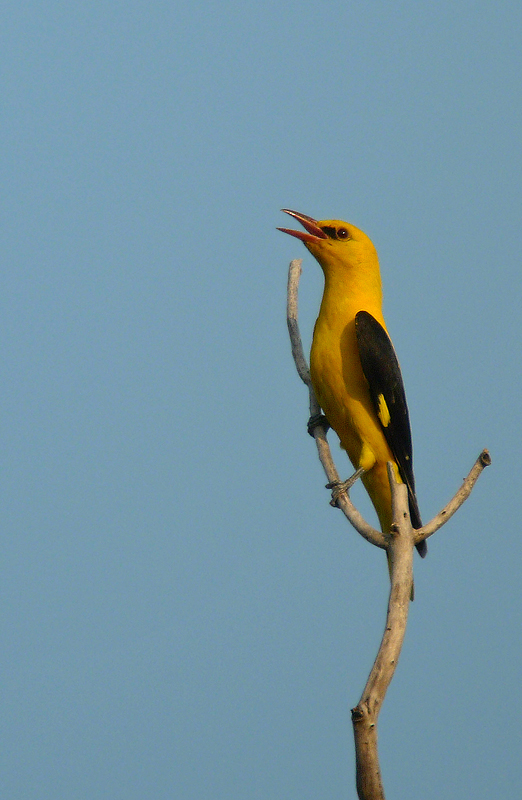 Rigogolo - Oriolus oriolus in Digiscoping