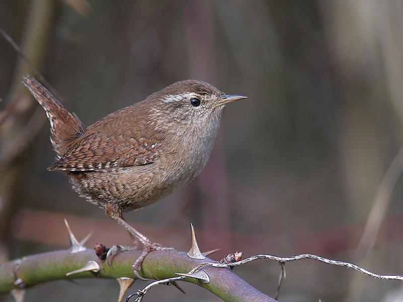 Scricciolo - Troglodytes troglodytes in Digiscoping