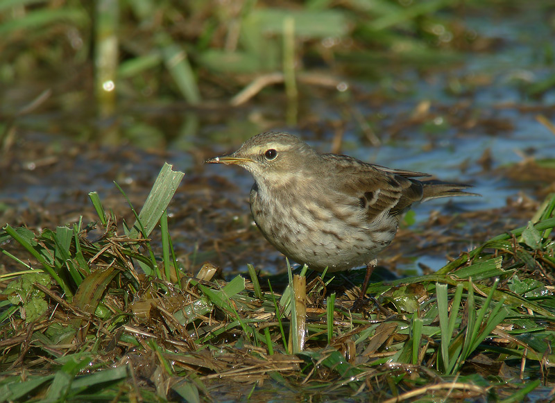 Spioncello  - Anthus spinoletta in Digiscoping
