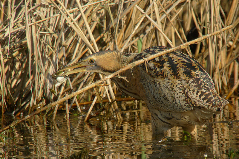 Tarabuso - Botaurus stellaris con Rana in Digiscoping