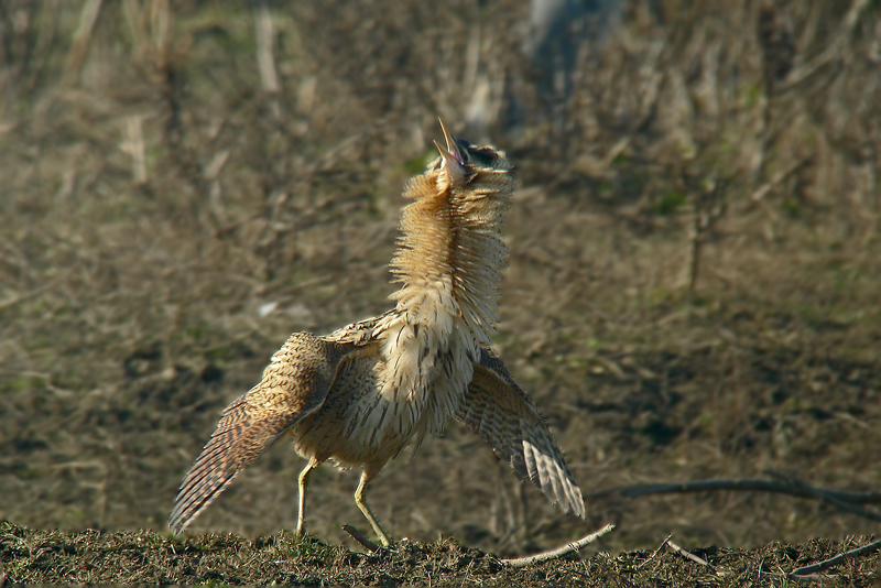 Parata in Digiscoping