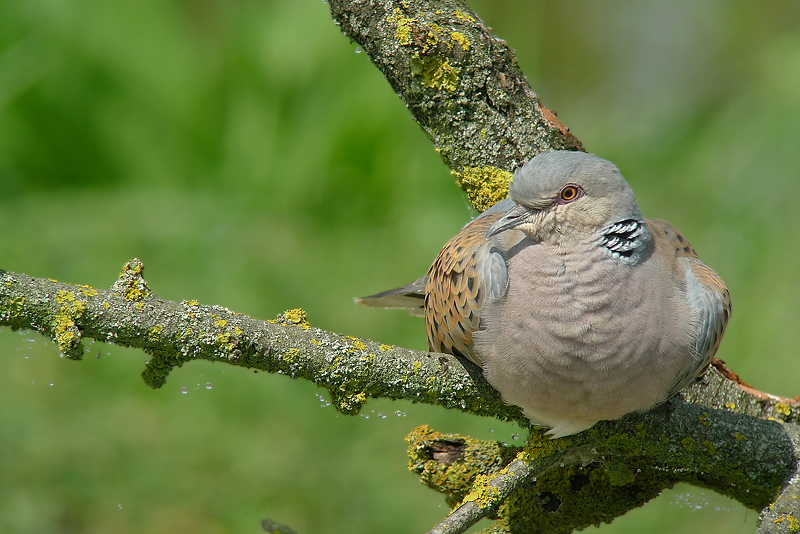 Tortora comune - Streptopelia turtur in Digiscoping