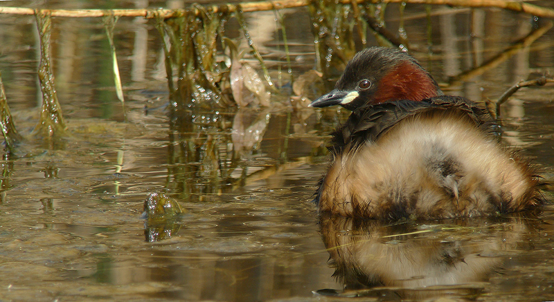 Tuffetto in Digiscoping