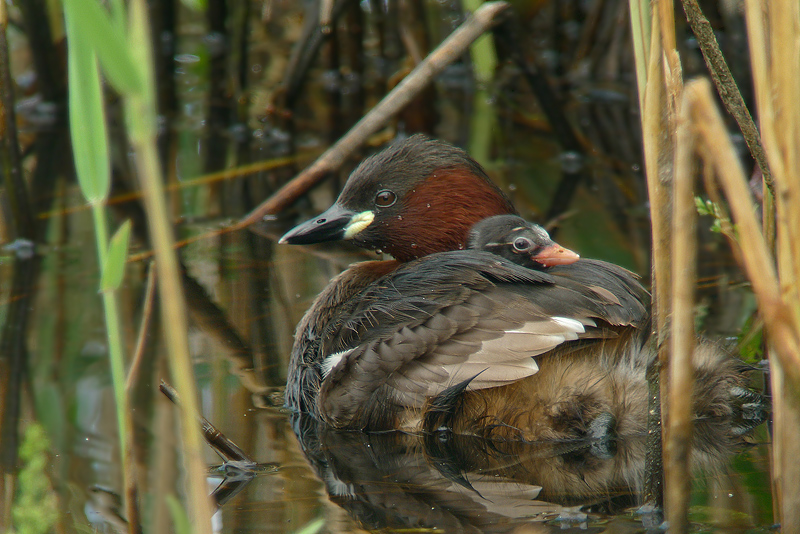 Pullo di Tuffetto in Digiscoping