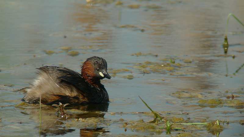 Tuffetto in Digiscoping