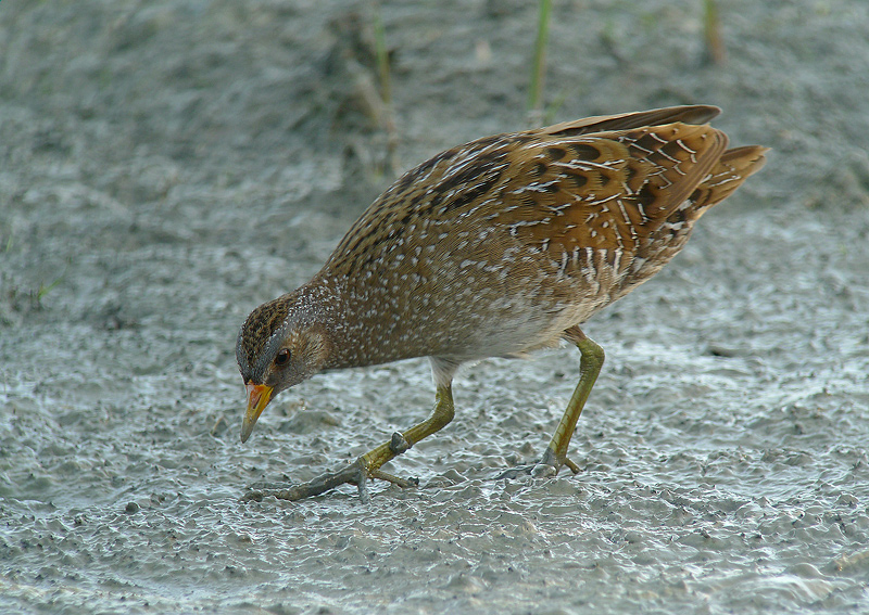 Ancora Voltolino - -Porzana porzana in Digiscoping