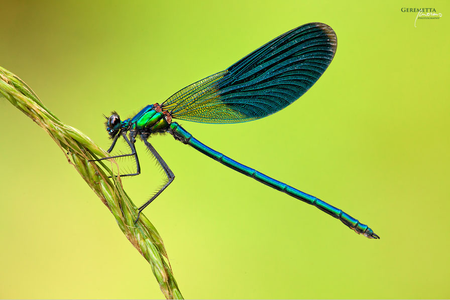 Calopteryx splendens ?????