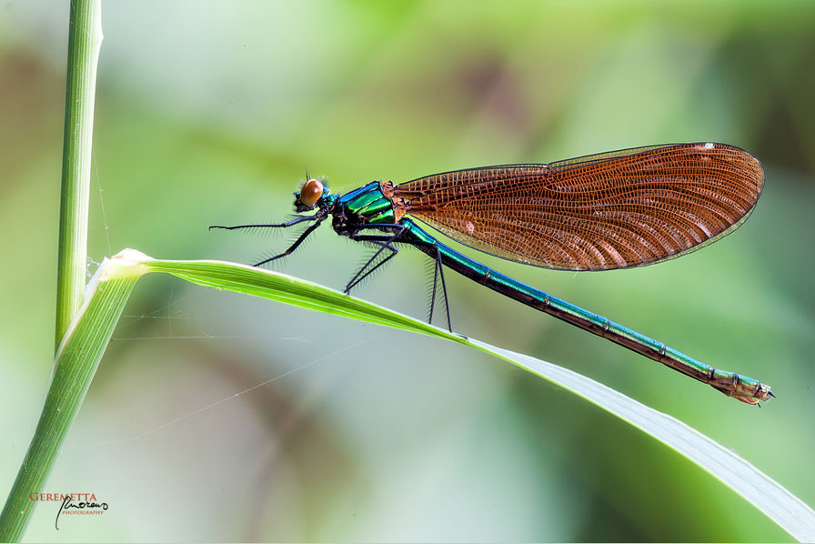 Calopteryx splendens ?????