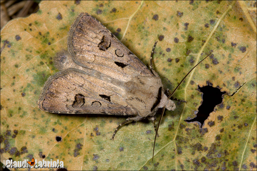 Agrotis exclamationis (Linnaeus, 1758)