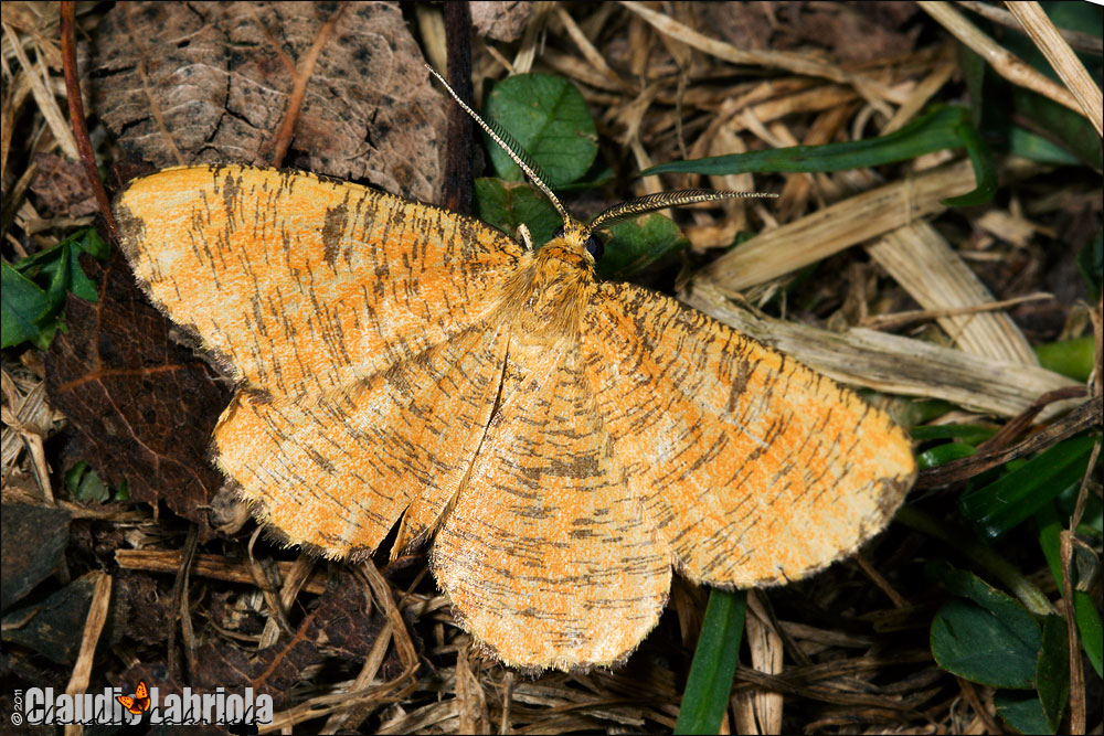 Angerona prunaria (Linnaeus, 1758)