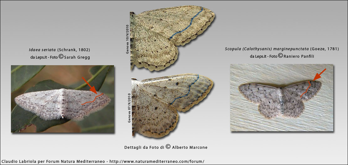 Geometridi : Scopula o Idaea ?