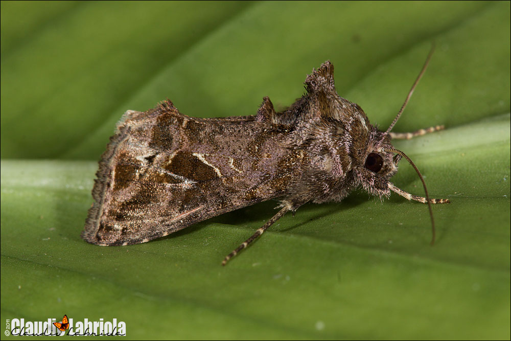 Ctenoplusia accentifera (Lefbvre, 1827)