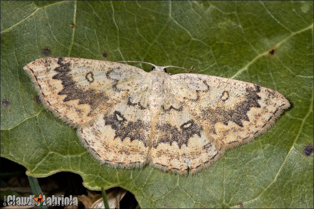 Cyclophora (Cyclophora) annularia (Fabricius, 1775)