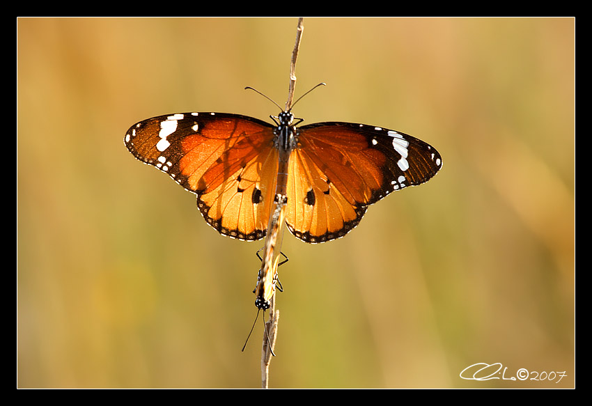 Danaus chrysippus - (Accoppiamento)