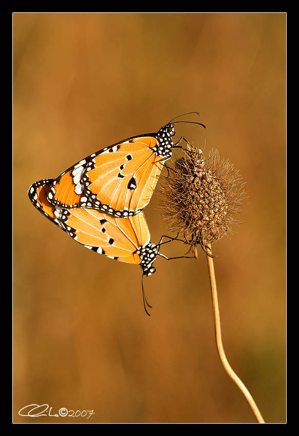 Danaus chrysippus - (Accoppiamento)