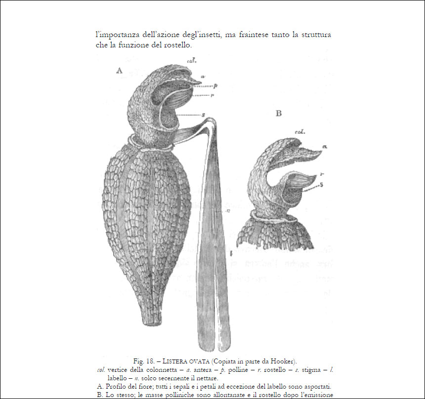 Neottia ovata