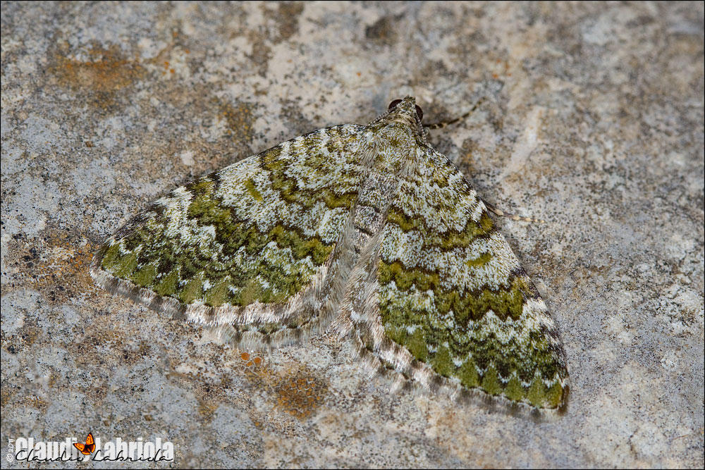 Euphyia frustata (Treitschke, 1828)