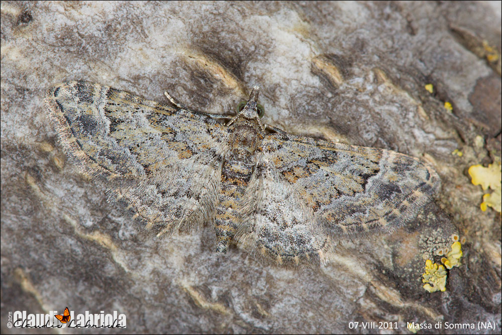 Gymnoscelis rufifasciata - mimetismo