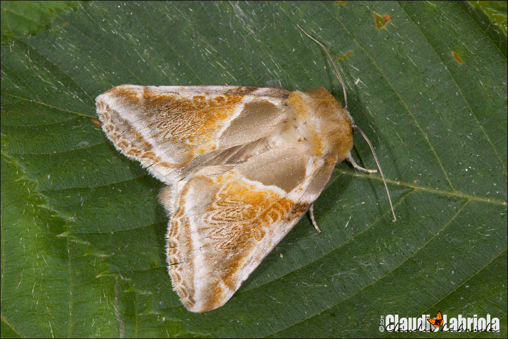 Habrosyne pyritoides (Hufnagel, 1766)