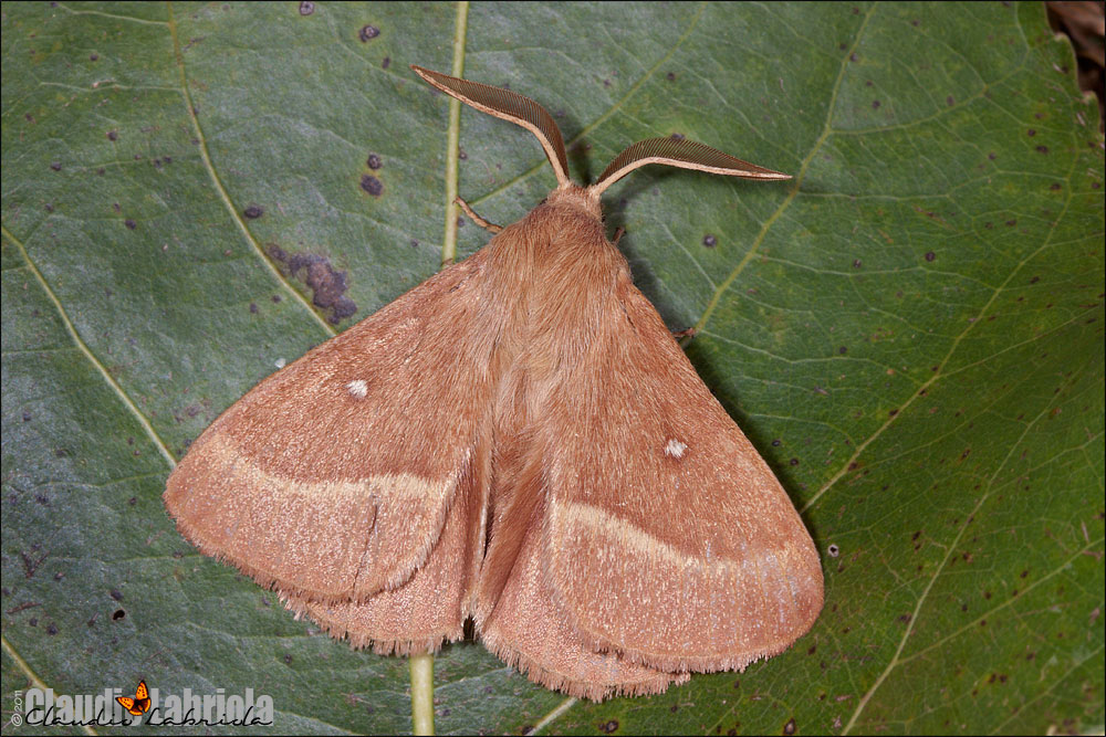 Lasiocampa (Pachygastria) trifolii