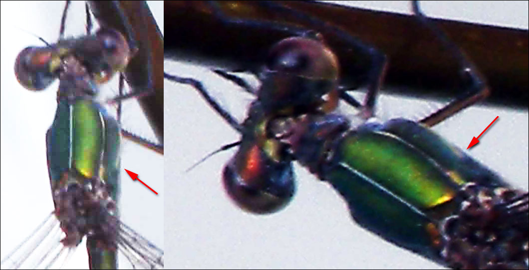 Che specie ? femmina di Chalcolestes viridis