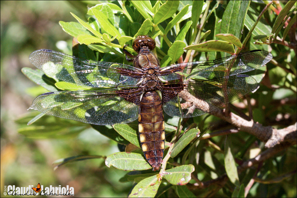 Libellula depressa (maschio e femmina)