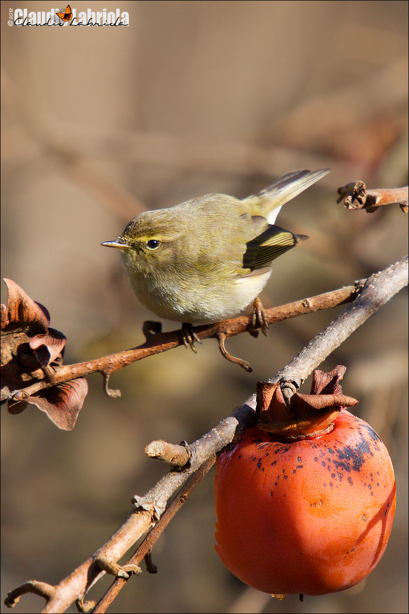 Lu piccolo - Phylloscopus collybita (Vieillot, 1887)