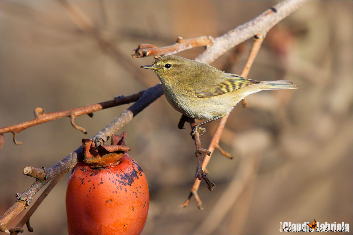 Lu piccolo - Phylloscopus collybita (Vieillot, 1887)