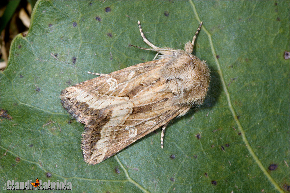 Luperina dumerilii (Duponchel, 1826)