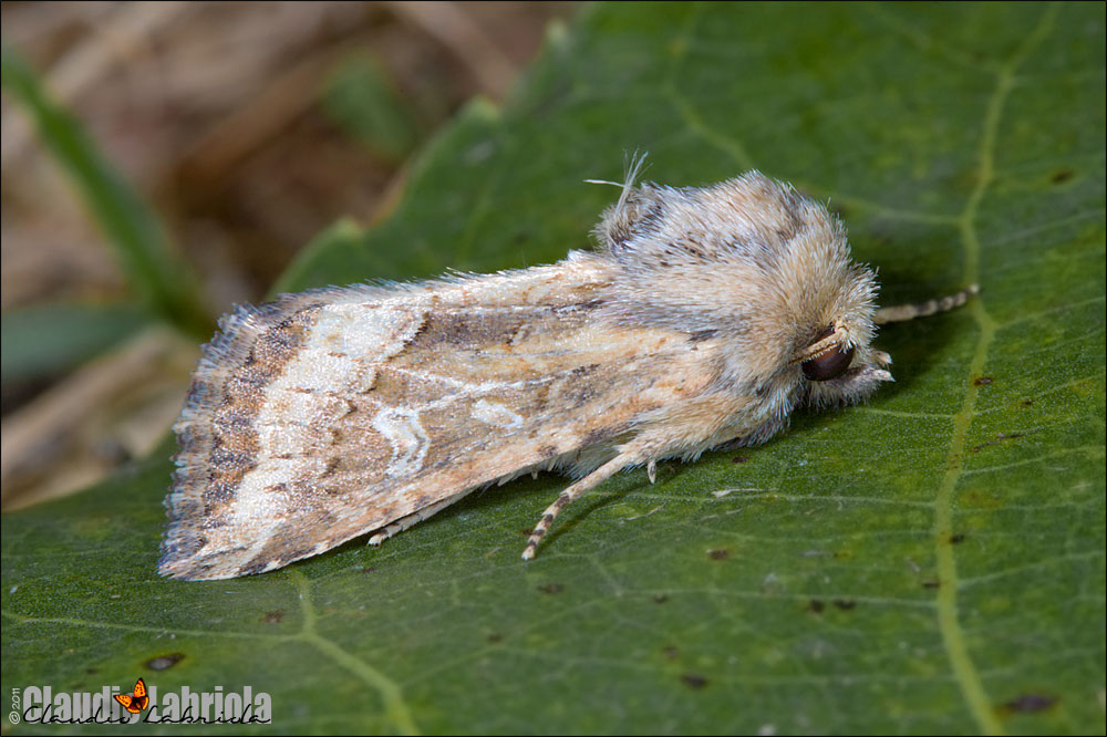 Luperina dumerilii (Duponchel, 1826)