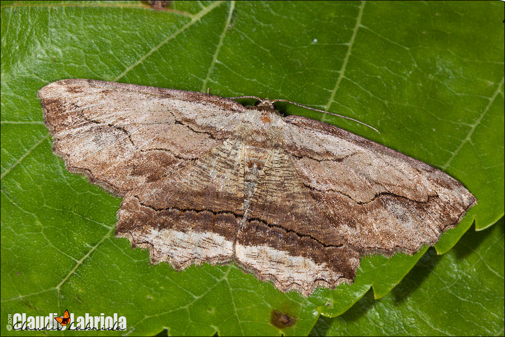 Menophra abruptaria e japygiaria