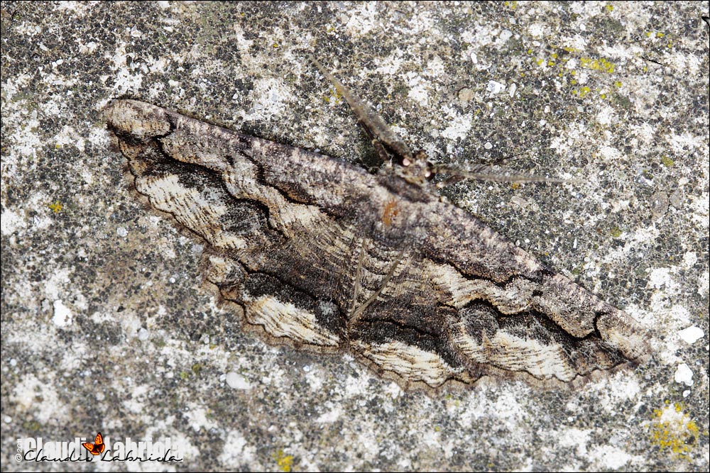 Menophra abruptaria e japygiaria