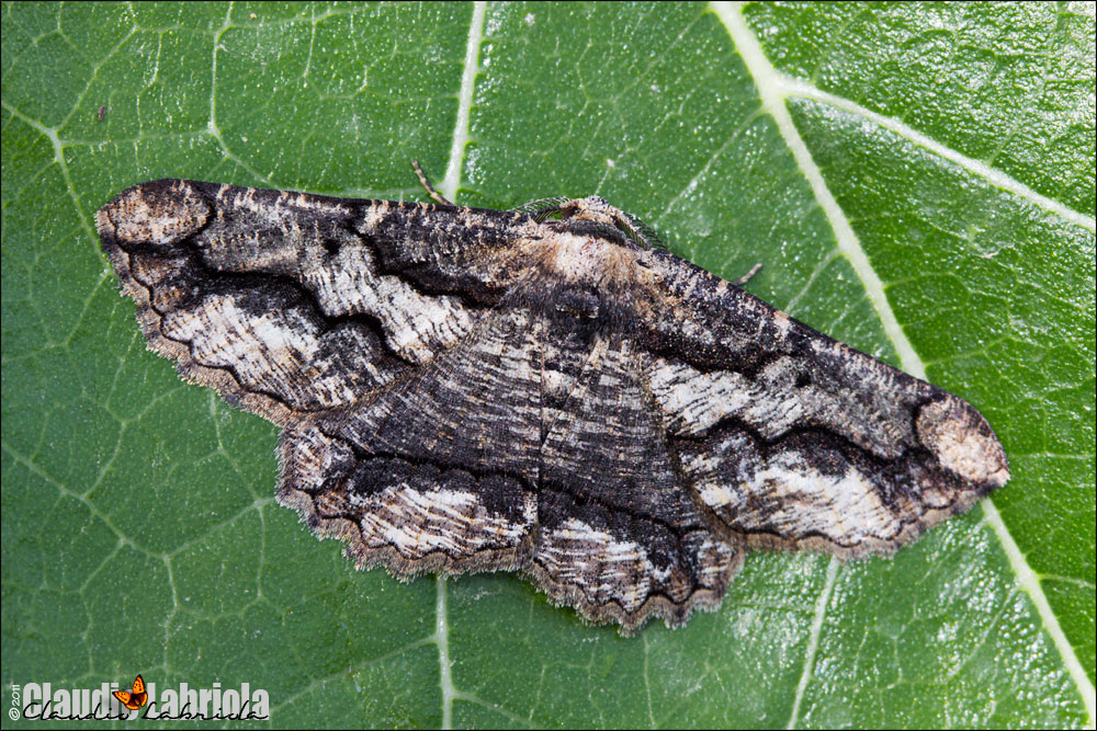 Menophra japygiaria (O. Costa, 1849)