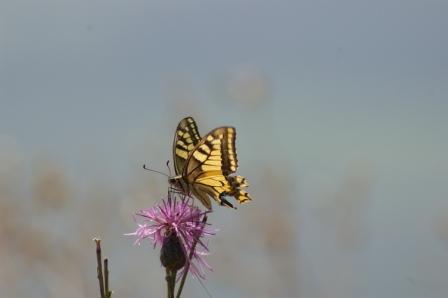 Identificazione farfalla del Musin - Papilio machaon