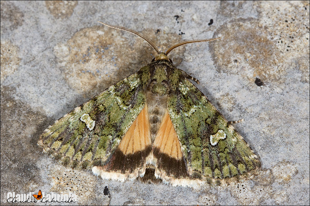 Olivenebula xanthochloris (Boisduval, 1840)