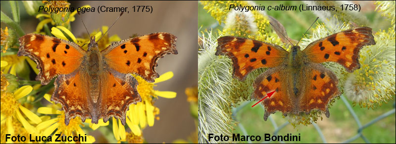 Polygonia egea ? - S