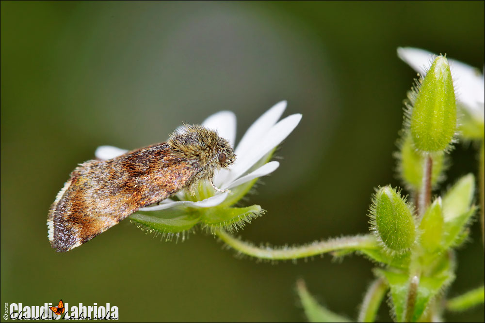Panemeria tenebrata - Noctuidae