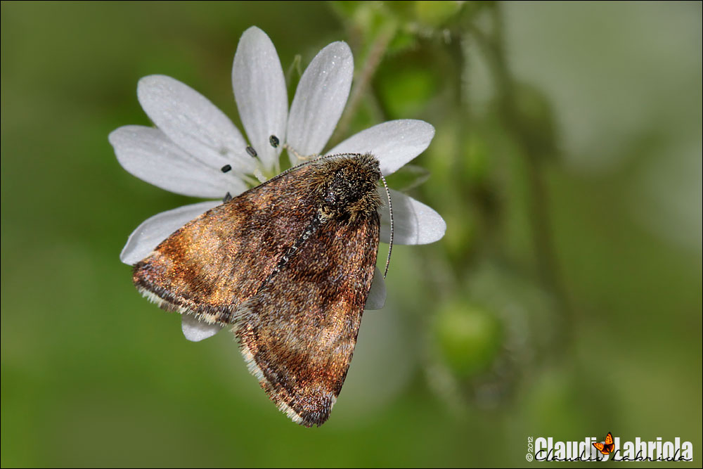Panemeria tenebrata - Noctuidae