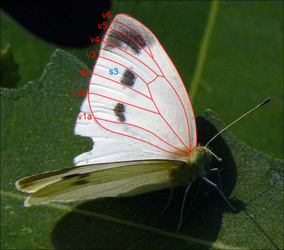 Pieris manii f ??
