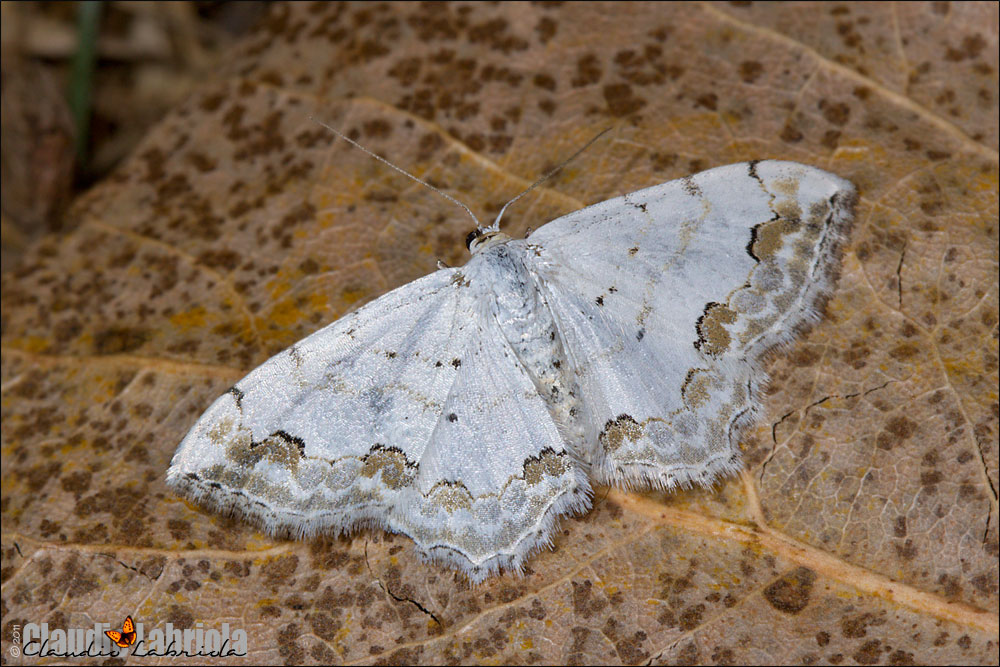 Scopula (Scopula) ornata (Scopoli, 1763)